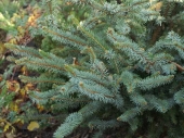 Picea sitchensis 'Foxtail' 